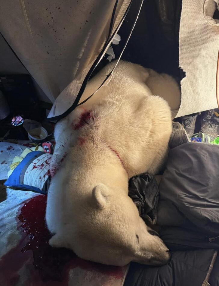 dead polar bear half inside tent